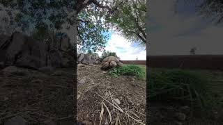 African spurred tortoise eating in timelapse 🐢 herpetology [upl. by Eem]