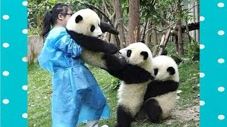 FUNNY and CUTE PANDA will make you LAUGH YOUR HEAD OFF  Funny Babies and Pets [upl. by Narcissus636]