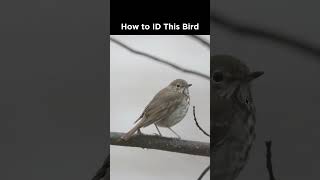 Can you identify this brown bird [upl. by Arted]