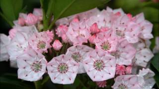 Kalmia latifolia [upl. by Deutsch15]