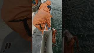 Big Octopus Clinging to a Halibut alaska fishing halibut [upl. by Dawaj]