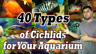 40 Types of Cichlids for Your Aquarium  Most Gorgeous Cichlid Fish [upl. by Concha]