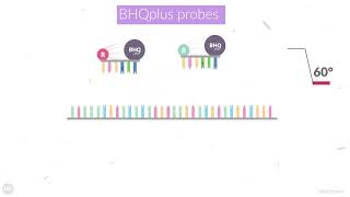 Detect more difficult targets with BHQplus Probes [upl. by Anyt69]