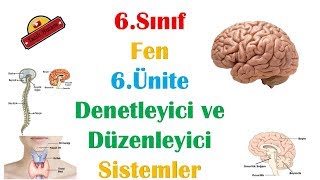 6Sınıf Denetleyici ve Düzenleyici Sistemler Konu Anlatımı Vücudumuzdaki Sistemler ve Sağlığı [upl. by Geis]