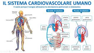 IL SISTEMA CIRCOLATORIO UMANO [upl. by Lain]