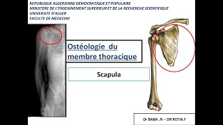 1ére année médecine  anatomie de la scapula et lhumérus [upl. by Iliak]