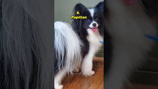 Dog Breeds That Stay Just Like Puppies Forever dog [upl. by Nocam]