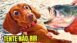 TENTE NÃO RIR Pt 5  IMPOSSÍVEL NÃO RIR DOS ANIMAIS MAIS ENGRAÇADOS DA INTERNET [upl. by Lurie]