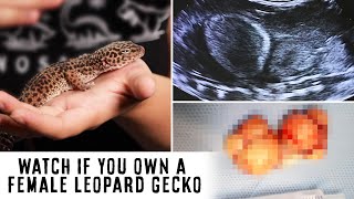 Female Leopard Gecko Health Problems  Follicular Stasis [upl. by Ahsinac]