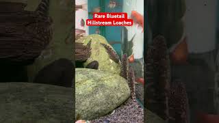 Rare Bluetail Hillstream Loaches aquarium plantedtanksetup fishtanktour fish rarefish fish [upl. by Januisz]