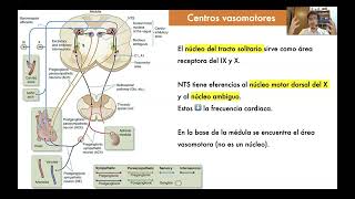 Tema 5 Médula oblongada 2 [upl. by Heiner881]