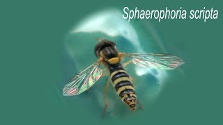 SPHAEROPHORIA SCRIPTA [upl. by Crystal]