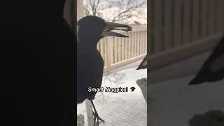 Magpie Shares Breakfast with Human 🍳 magpie smart birds tricks [upl. by Eldnar]