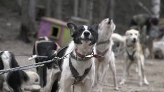 The Truth Behind Dog Sledding [upl. by Kudva]