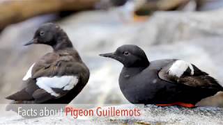 Bird Nerd  Pigeon Guillemots [upl. by Yong846]