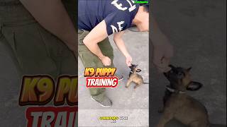 TRAINING PUPPY K9 ❌❌❌ dog germanshepherd dogtraining k9 doglover [upl. by Esnohpla]