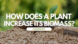 How Does a Plant Increase Its Biomass [upl. by Nilac]