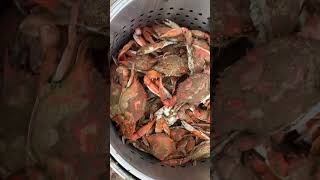 So Much Crab Meat seafood crab recipe [upl. by Rowena]