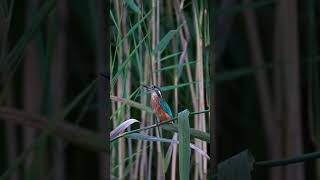 EISVOGEL endlich vor die Linse bekommen Die Welt ist bunt Man muss nur genau hinsehen nature [upl. by Nelad]