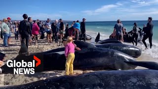 Over 100 beached whales rescued in western Australia after mass stranding [upl. by Anomor]