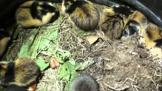 Mammals of the World Norway Lemming [upl. by Ridglea]