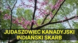 Judaszowiec kanadyjski piękny krzew przekąska dzieci Czirokezów i lek na przeziębienie [upl. by Llevaj772]