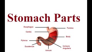 Stomach Parts  Digestive system anatomy  2024 [upl. by Draw]