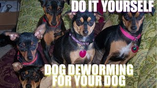 Do it yourself deworming for your dog [upl. by Celestyna538]