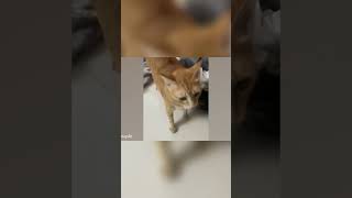 When Cats Fail at Jobs Hilarious Feline Mishaps catlover catantics cute [upl. by Horgan]