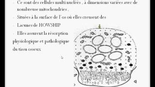 Los alvéolaire  le cours [upl. by Aihtnic]