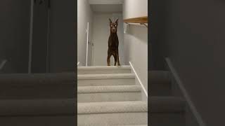 Noelle loves the stairs  Doberman Dobies DobermanPinchers Dob Dobies DogBreed Dobielife [upl. by Sheppard]