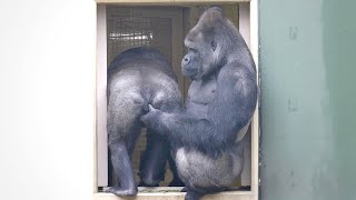 Silverback Gorilla Adores His Son But Shows Him Who Is Boss  The Shabani Group [upl. by Akibma855]