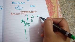 DEVELOPMENT OF UROGENITAL SYSTEM part4position and blood supply of kidney [upl. by Maggs519]