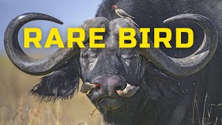 Oxpecker is a rare bird  Buffalo starlings  Interesting facts about oxpeckers [upl. by Lenora]