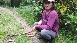 Startle Marife As She Is Concentrating Cutting Grass [upl. by Ocsic550]