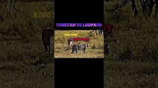 Cheetah vs Leopard [upl. by Timrek]