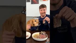 dog food mr beash short video viral [upl. by Oinolopa731]