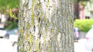 How to identify ash trees [upl. by Farmann]