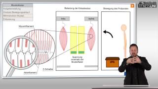 FitnessUni – Die Wahrheit über Muskelkater [upl. by Asserak]
