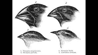 Parapatric speciation  Quick overview PhonicPedia [upl. by Uel902]