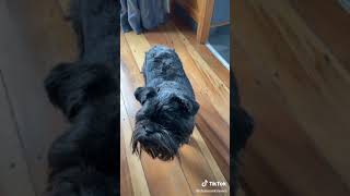 💗Affenpinscher dog breed Affenpinscher affenpinscherdog puppyvideos short [upl. by Manya981]