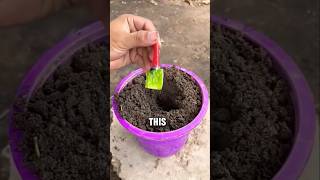 Grafting method of artificial propagation using a chilli and an aloe vera 🌶️ [upl. by Nylodnarb]