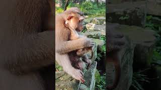 Lovemonkey is FLORIN🐒💐OH5 shorts animals viral monkeys monkeyvideo monkey dog cat funny [upl. by Ennovoj]