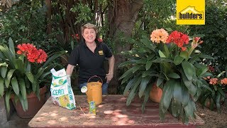 How to Take Care of a Clivia Plant [upl. by Tobin]