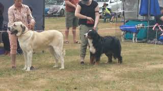 2024 Daylesford AG Show  Utility Dogs [upl. by Ylram631]