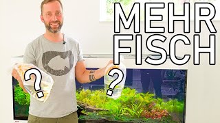 FISCHE KAUFEN für 500l Bepflanztes Aquarium [upl. by Ulrica]