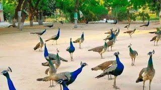 मोर का डांस peacock 🦚 dance 💃 roof birds the india pefowlpeacock sound and peacock flying peahen [upl. by Chere]