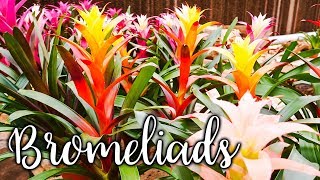 Bromeliad Flowers Losing Color When amp How To Prune Them Off  Joy Us Garden [upl. by Hedy]