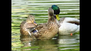 precioso grupos de ánades y parejasBeautiful groups of ducks and couples [upl. by Hnahk]