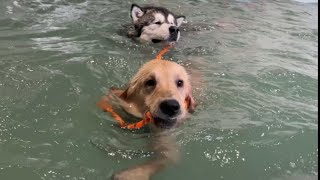 Golden Retriever Puppy Teaches Giant Husky How To Swim Cutest Ever [upl. by Yelyab]